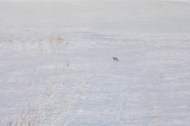 Kışın yiyecek arayan Tilki / Kars - Türkiye