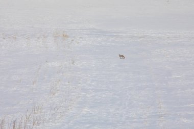 Kışın yiyecek arayan Tilki / Kars - Türkiye