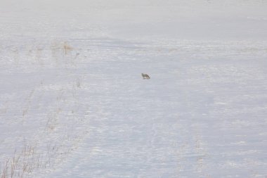 Kışın yiyecek arayan Tilki / Kars - Türkiye