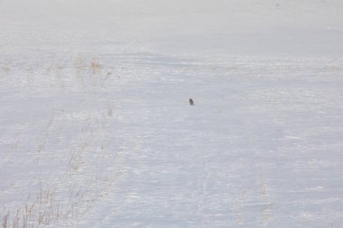Kışın yiyecek arayan Tilki / Kars - Türkiye