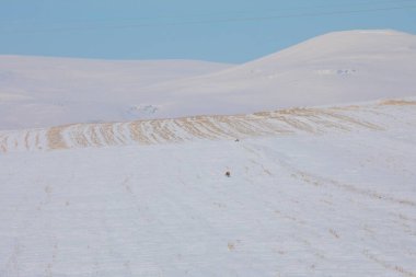 Kışın yiyecek arayan Tilki / Kars - Türkiye