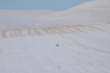 Kışın yiyecek arayan Tilki / Kars - Türkiye