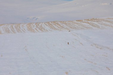 Kışın yiyecek arayan Tilki / Kars - Türkiye