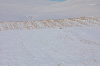 Kışın yiyecek arayan Tilki / Kars - Türkiye