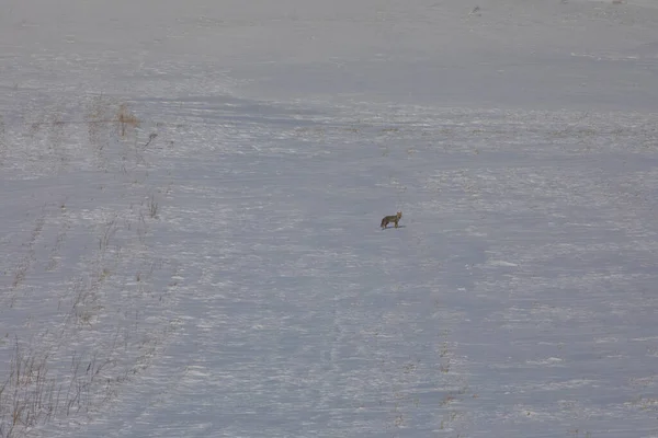 Fuchs Auf Nahrungssuche Winter Kars Türkei — Stockfoto