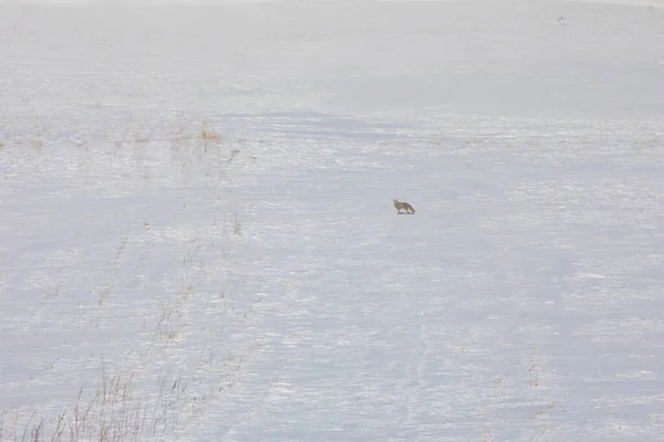 Fox Recherche Nourriture Hiver Kars Turquie — Photo