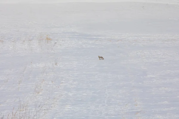 Лисица Ищет Пищу Зимой Карс Турция — стоковое фото