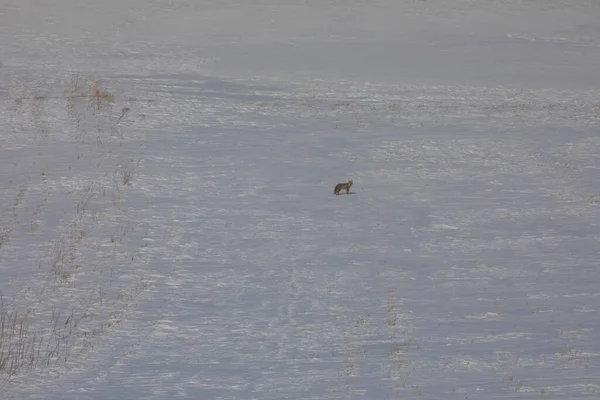 Fox Buscando Comida Invierno Kars Turquía — Foto de Stock