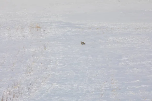 Fox Procura Comida Inverno Kars Turquia — Fotografia de Stock