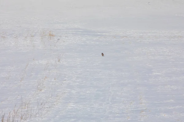 Fuchs Auf Nahrungssuche Winter Kars Türkei — Stockfoto