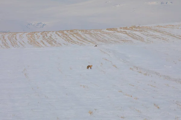 Fox Zoek Naar Eten Winter Kars Turkije — Stockfoto