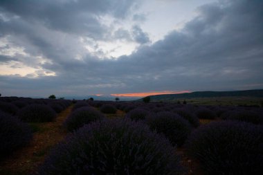 Kuyucak, Isparta 'daki lavanta tarlalarında çiçekler. Yeşil arkaplan ile mor çiçekler.
