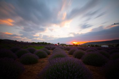 Kuyucak, Isparta 'daki lavanta tarlalarında çiçekler. Yeşil arkaplan ile mor çiçekler.