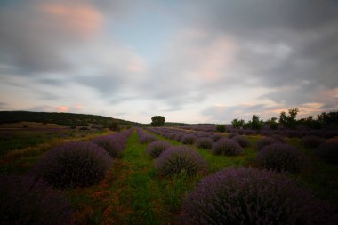 Kuyucak, Isparta 'daki lavanta tarlalarında çiçekler. Yeşil arkaplan ile mor çiçekler.