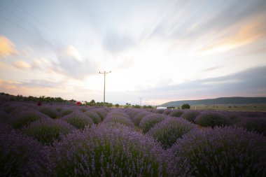 Kuyucak, Isparta 'daki lavanta tarlalarında çiçekler. Yeşil arkaplan ile mor çiçekler.