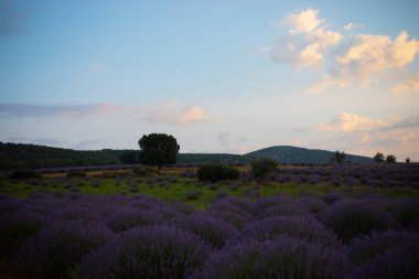 Kuyucak, Isparta 'daki lavanta tarlalarında çiçekler. Yeşil arkaplan ile mor çiçekler.