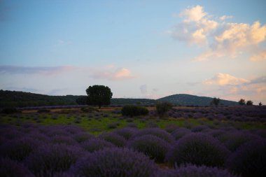 Kuyucak, Isparta 'daki lavanta tarlalarında çiçekler. Yeşil arkaplan ile mor çiçekler.