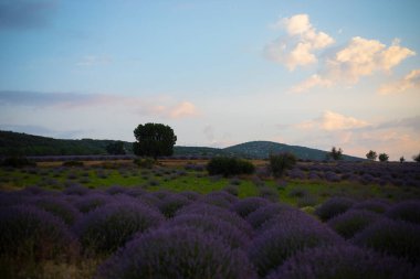 Kuyucak, Isparta 'daki lavanta tarlalarında çiçekler. Yeşil arkaplan ile mor çiçekler.