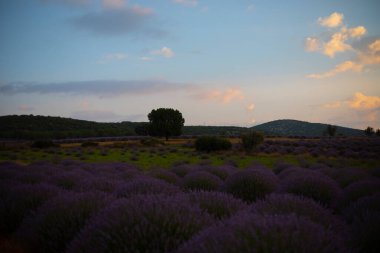 Kuyucak, Isparta 'daki lavanta tarlalarında çiçekler. Yeşil arkaplan ile mor çiçekler.