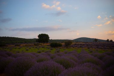 Kuyucak, Isparta 'daki lavanta tarlalarında çiçekler. Yeşil arkaplan ile mor çiçekler.