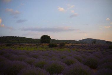 Kuyucak, Isparta 'daki lavanta tarlalarında çiçekler. Yeşil arkaplan ile mor çiçekler.