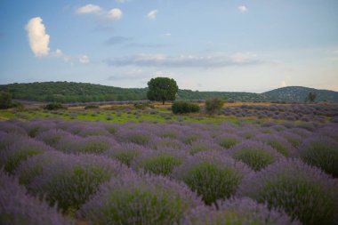 Kuyucak, Isparta 'daki lavanta tarlalarında çiçekler. Yeşil arkaplan ile mor çiçekler.