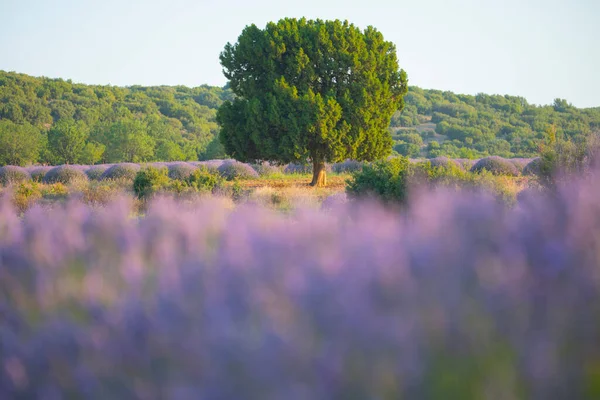 Цветы Лавандовых Полях Куюкаке Испарта Фиолетовые Цветы Зеленом Фоне — стоковое фото