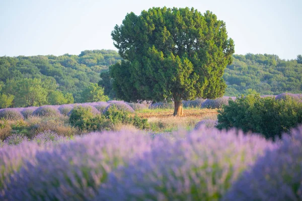 Flowers Lavender Fields Kuyucak Isparta Purple Flowers Green Background — Stock Photo, Image