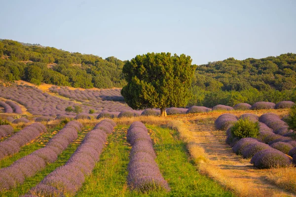 Flowers Lavender Fields Kuyucak Isparta Purple Flowers Green Background — Stock Photo, Image