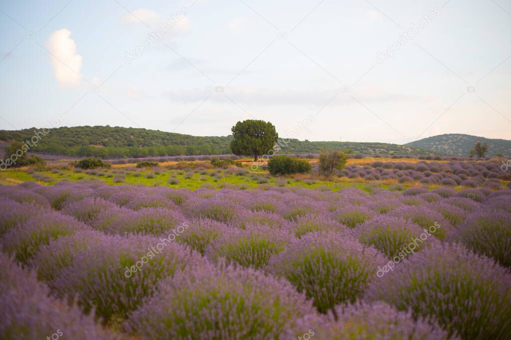 Flowers in the lavender fields in Kuyucak, Isparta. Purple flowers with green background.