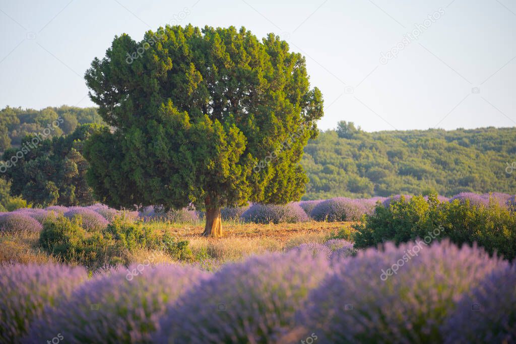 Flowers in the lavender fields in Kuyucak, Isparta. Purple flowers with green background.