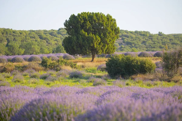 Blumen Den Lavendelfeldern Kuyucak Isparta Lila Blumen Mit Grünem Hintergrund — Stockfoto