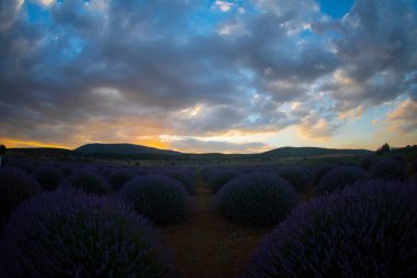 Lavanta çiçeği tarlası. Büyüyen ve açan lavanta