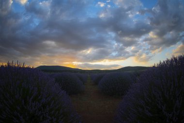 Lavanta çiçeği tarlası. Büyüyen ve açan lavanta