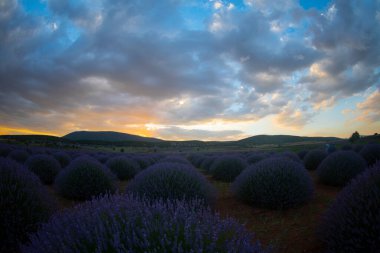 Lavanta çiçeği tarlası. Büyüyen ve açan lavanta