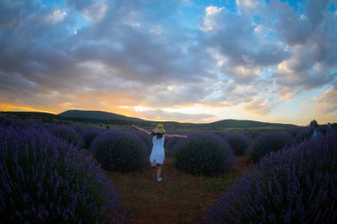 Lavanta çiçeği tarlası. Büyüyen ve açan lavanta