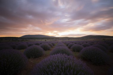 Lavanta çiçeği tarlası. Büyüyen ve açan lavanta