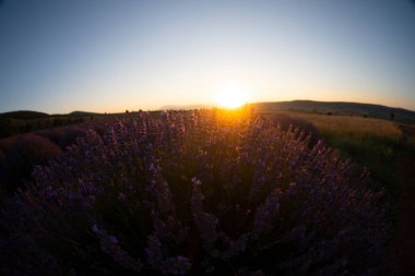Lavanta çiçeği tarlası. Büyüyen ve açan lavanta