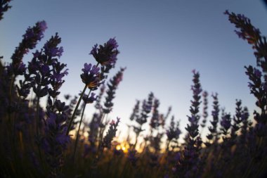 Lavanta çiçeği tarlası. Büyüyen ve açan lavanta