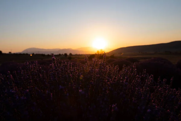 ラベンダー畑 成長し開花するラベンダー — ストック写真