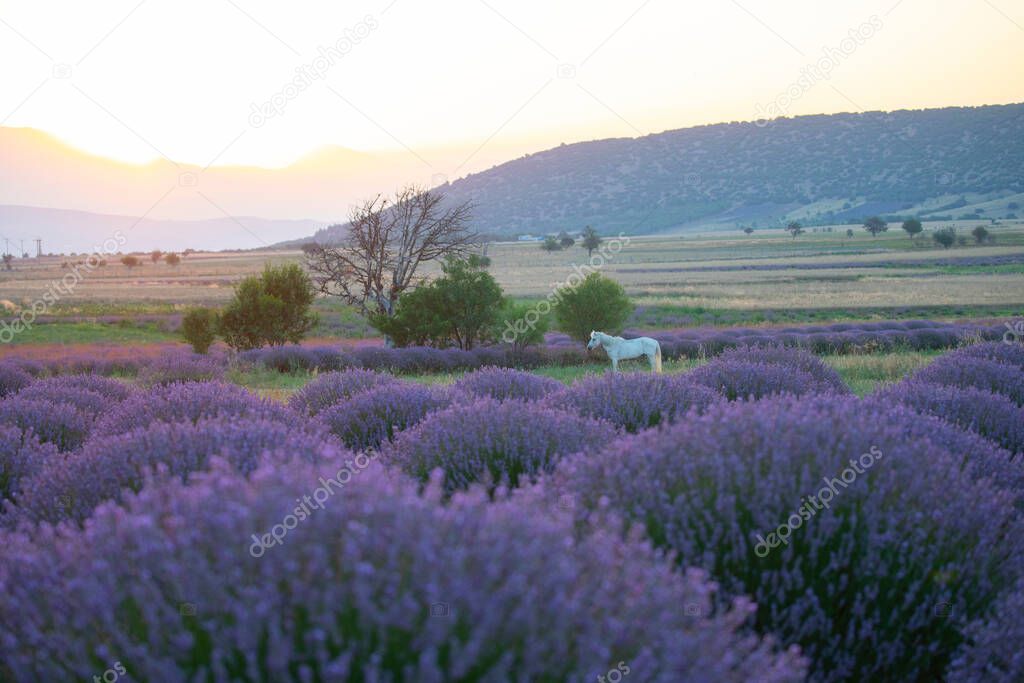 Lavender Flowers Field. Growing and Blooming Lavender