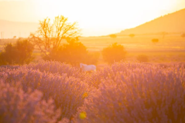 ラベンダー畑 成長し開花するラベンダー — ストック写真