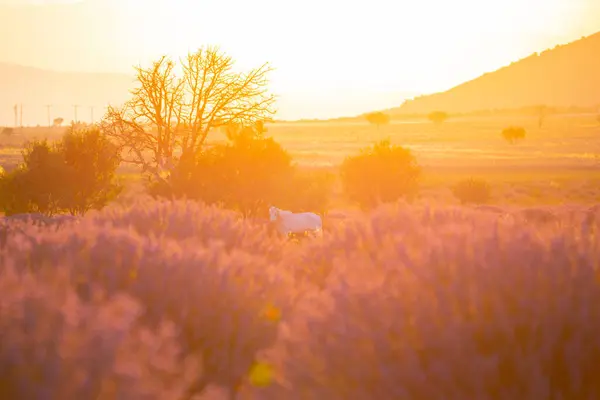 ラベンダー畑 成長し開花するラベンダー — ストック写真