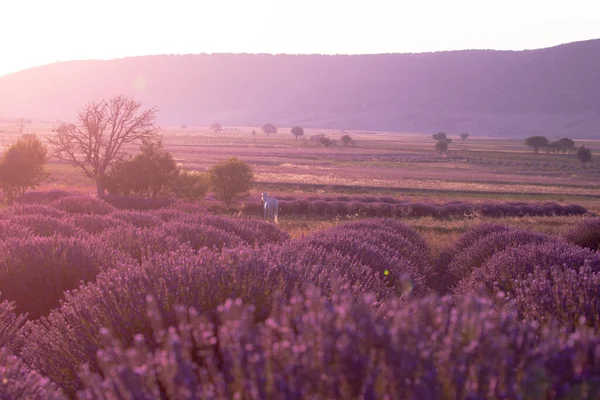 Lavender Flowers Field Growing Blooming Lavender — Stock Photo, Image