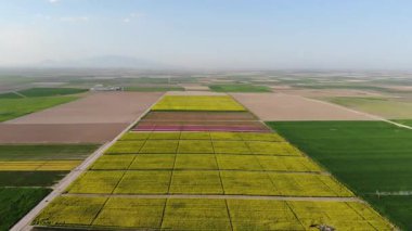 Lale alanlarının hava görüntüsü