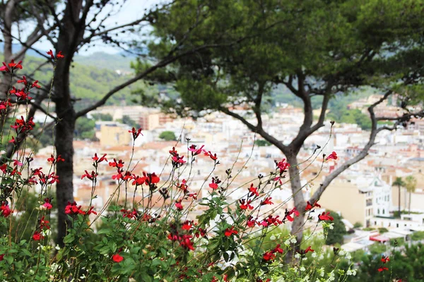 Tossa de Mar kırmızı çiçekler