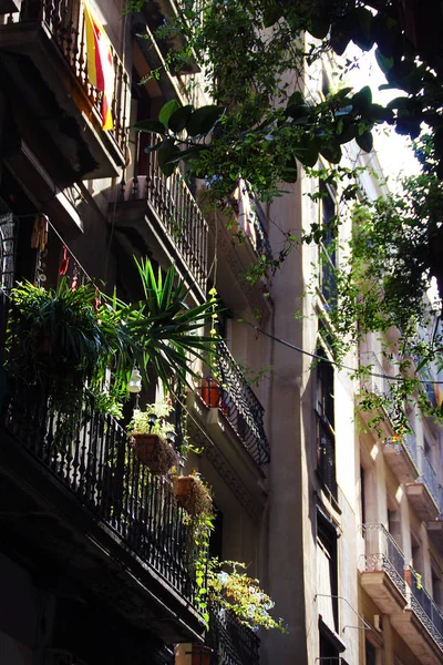 Green flowers on the balconies of Barcelona