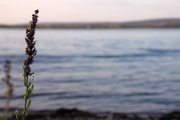 Fragrant herbs on the river bank