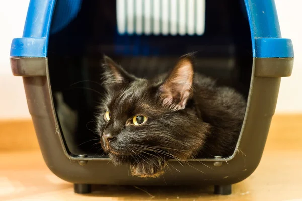 Gato Negro Listo Para Veterinario —  Fotos de Stock