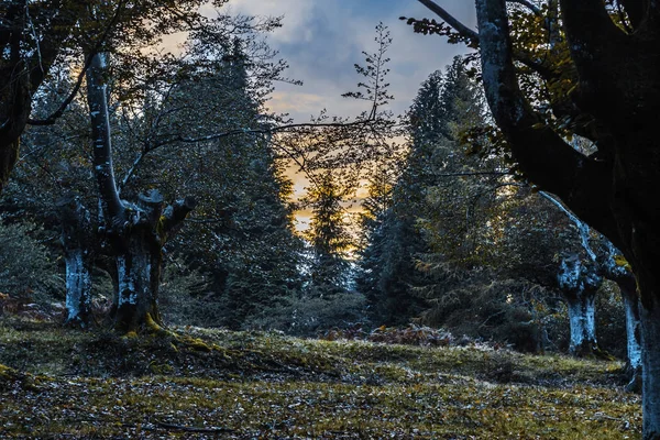 Amazing colors in the enchanted forest